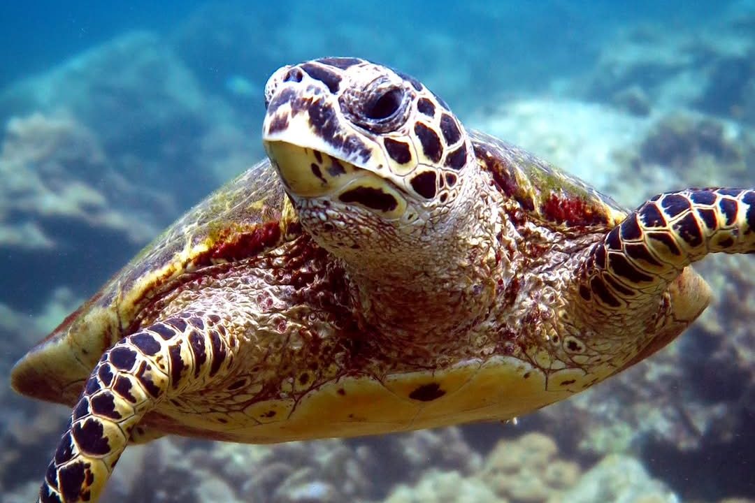 Морская черепаха под водой на Пхукете