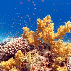 Просто уж очень красивый коралл 🥰
